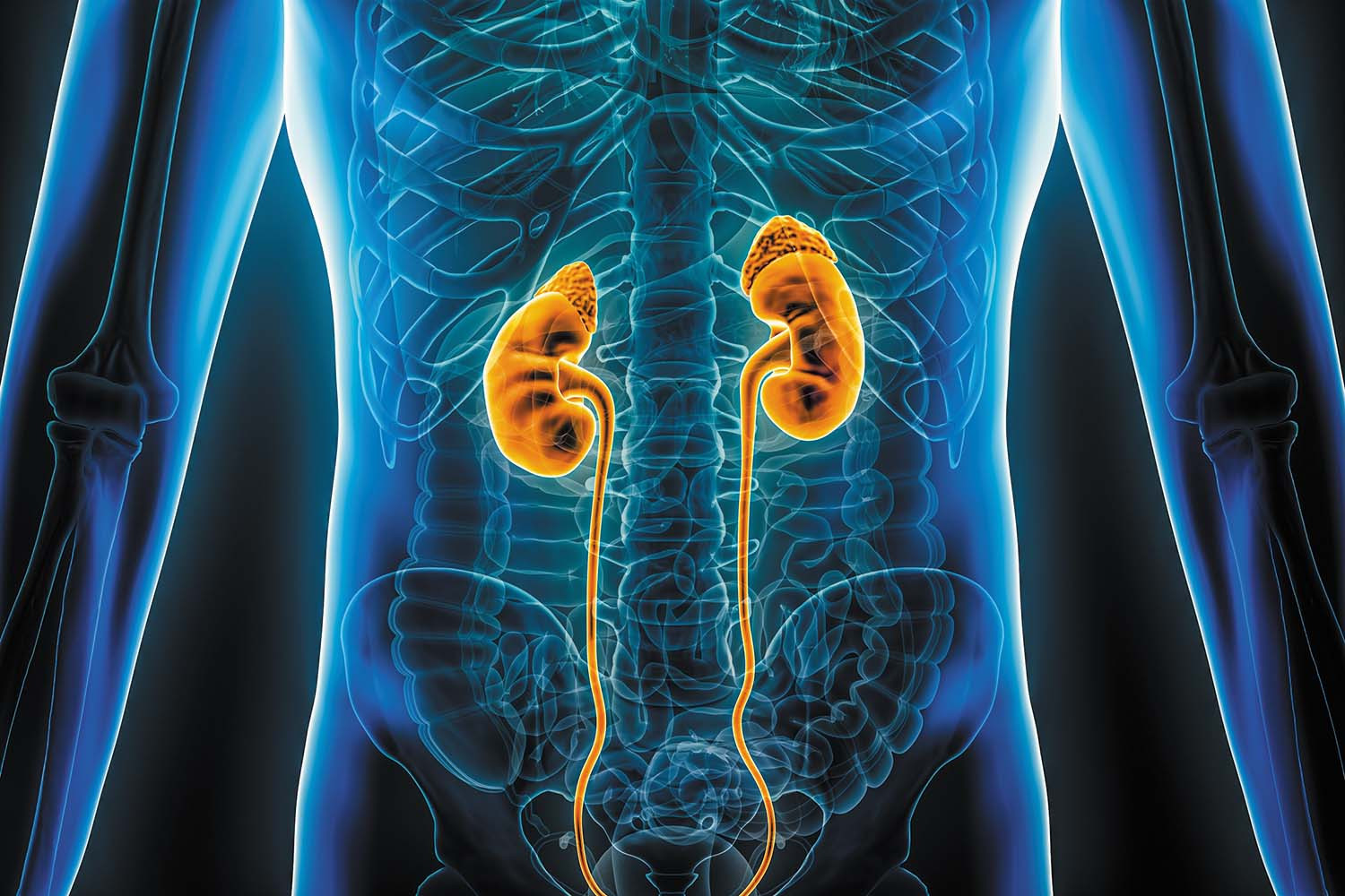 Kidney Function Tests at Livasa Mohali - RFT & GFR Testing