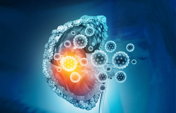Advanced Glomerulonephritis Treatment at Livasa Amritsar - Specialized Kidney Inflammation Care