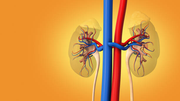 Coordinated Diabetic Kidney Disease Care at Livasa Hoshiarpur - Integrated Management