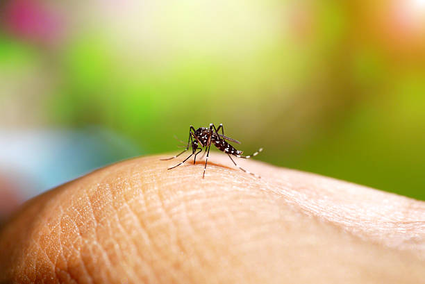 Dengue Fever in Amritsar: Early Symptoms, Platelet Count & Admission Criteria