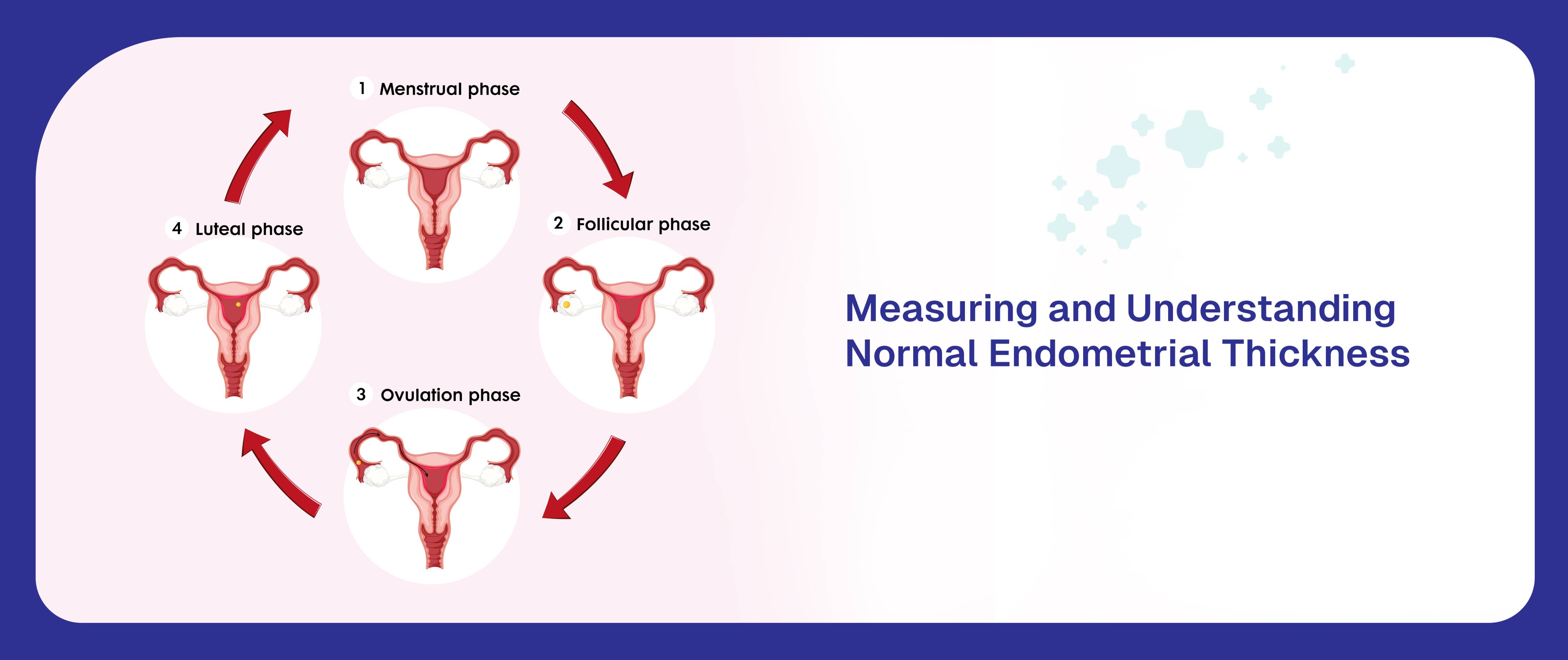 Measuring and Understanding Normal Endometrial Thickness