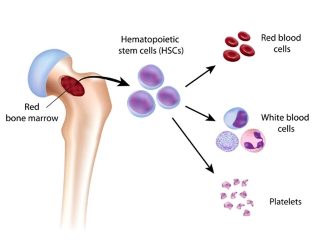 Bone Marrow Functions at Livasa Mohali - Understanding Blood Production